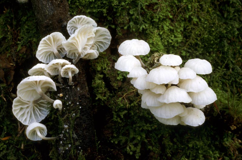 Marasmiellus candidus